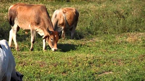 UFRPE Researcher joins Feedpedia team, a World Information System on Animal Feed